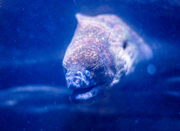 Ocean Life Aquarium Monster Eel Deep Sea Dark Creature Face