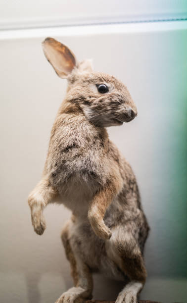 Standing Rabbit Taxidermy on Display