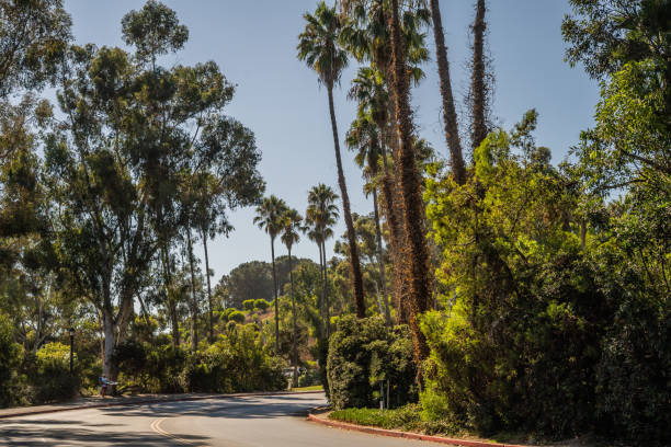 istock Tropical Journey Road Lush Green 2176797218