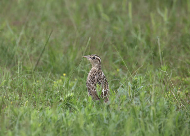 istock Western Meadowlark (immature) (sturnella neglecta) looking back from its perch in some tall grass 2176797857