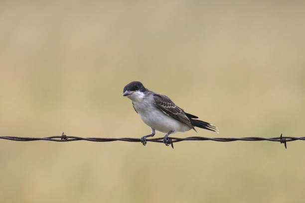 istock Eastern Kingbird (tyrannus tyrannus) perched on a strand of barbed wire 2176797877