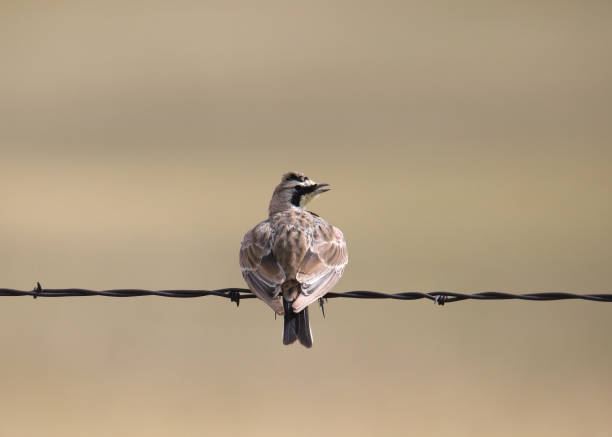 Horned Lark (eremophila alpestris) looking back from it's perch on a strand of barbed wire
