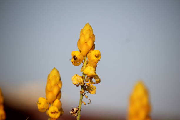 The blooming yellow Senna alata or Candlestick flowers are infested with bees