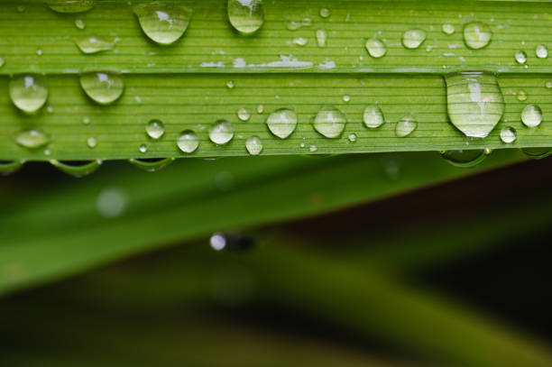 A detailed close-up of a green leaf adorned with multiple raindrops. The water droplets create a fresh, natural appearance, enhancing the vibrant green color and the textured surface of the leaf.