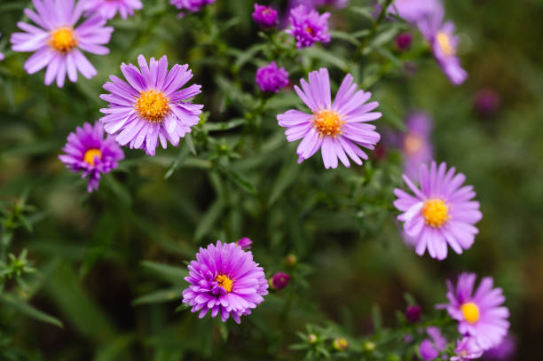 istock Purple wildflowers with dew in close-up 2176814942