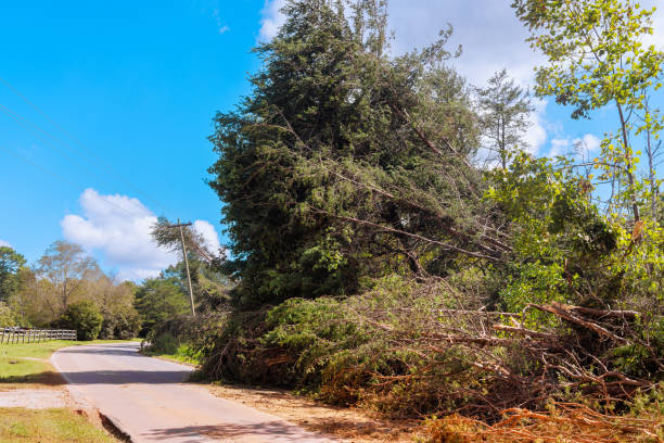istock Stormy winds uprooted trees on ground during a violent hurricane 2176815054