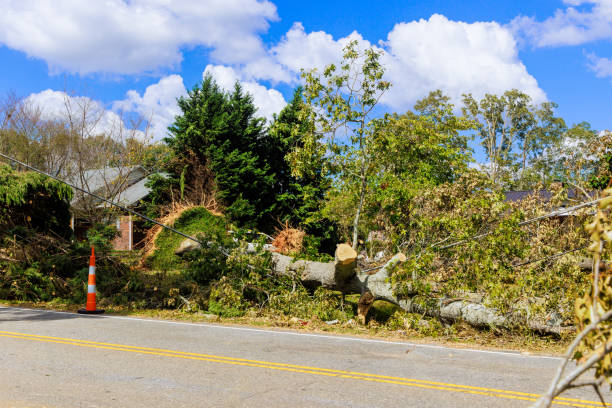 istock In case of stormy hurricane, strong winds uprooted tree on a ground, causing extensive damage to all nearby objects 2176815066
