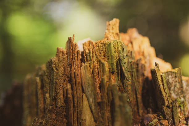 Decaying Wood Tree Stump in the Forest in the Adirondacks, New York