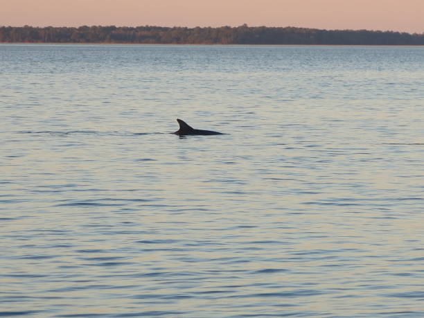 istock Dolphin swimming off Hilton Head, South Carolina, at Sunset 2176818121