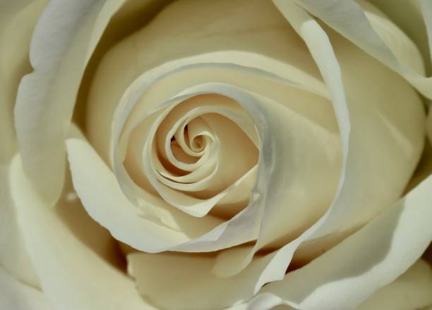 istock the center of a rose 2176821587