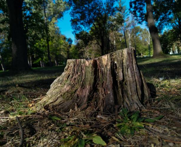 an old felled tree stump in the forest