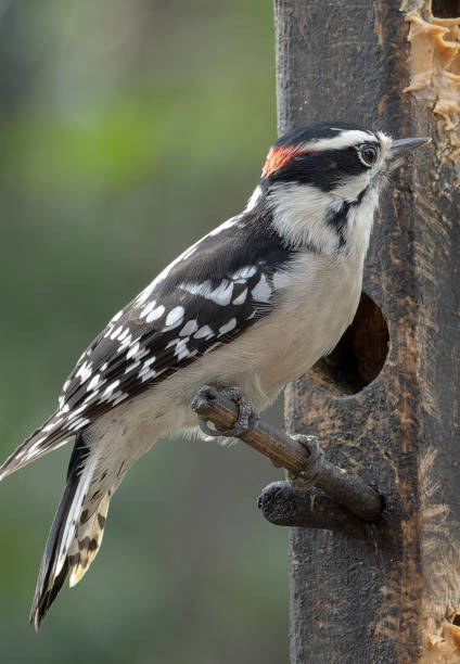 istock A Downy Woodpecker on the peanut butter feeder 2176832915