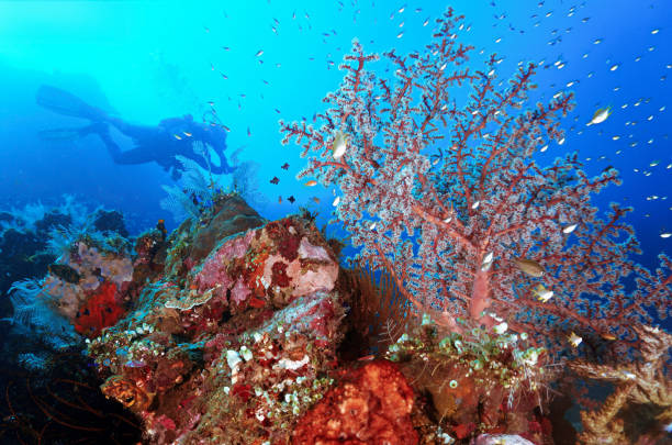 istock Colourful corals, scenery, reef and landscape 2176834348