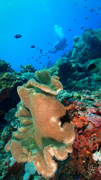 istock Colourful corals, scenery, reef and landscape 2176834350