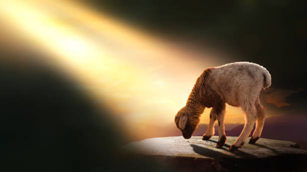 God reaching out to a lost sheep. Religious conceptual theme.