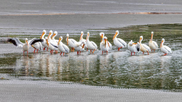 istock American White Pelicans on the sea beach 2176837183