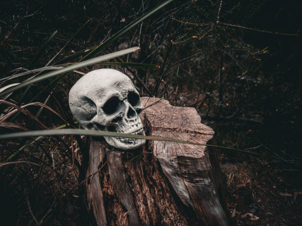 istock Halloween Skull, Mystery. Tropical background. Spooky time. 2176838031