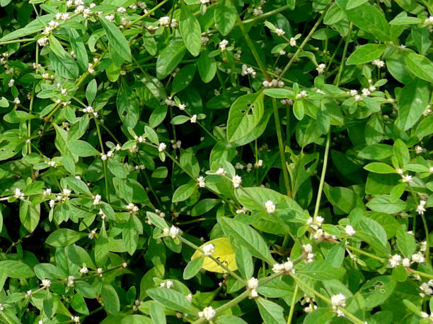 istock Alternanthera sessilis or sissoo spinach plant 2176846359