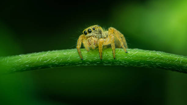 istock Yellow jumping spider perched on a green leaf. 2176858605