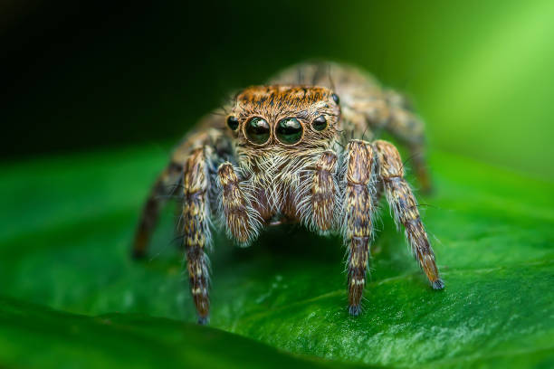 istock Jumping spider standing on a green leaf in a blurred background. 2176858655