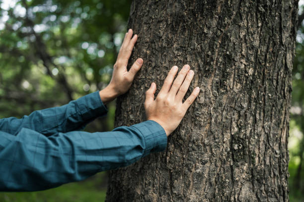 istock A male hand hugs a tree, symbolizing love for nature and the environment. This act represents the importance of trees in preventing global warming and restoring environmental balance, as seen 2176859421