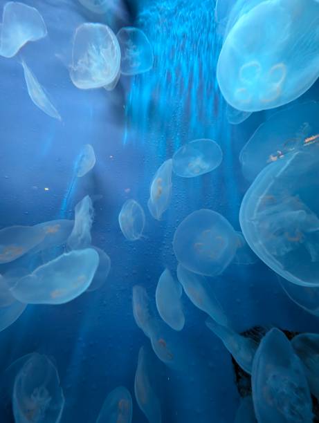 istock Electric Elegance: Jellyfish in a Blue Glow 2176862797
