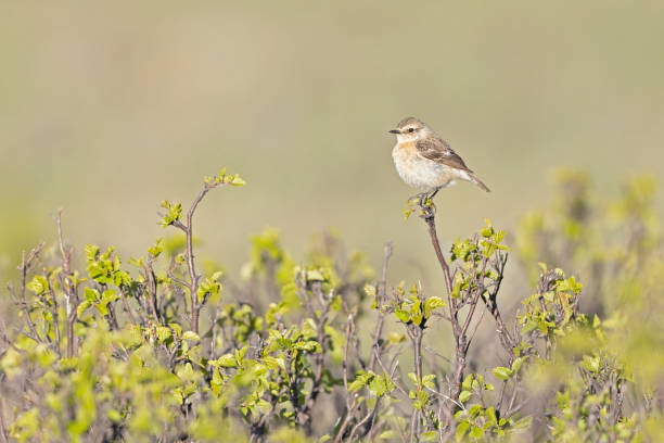 istock Male Siberian Stonechat (Saxicola maurus) perched on a twig. 2176866679