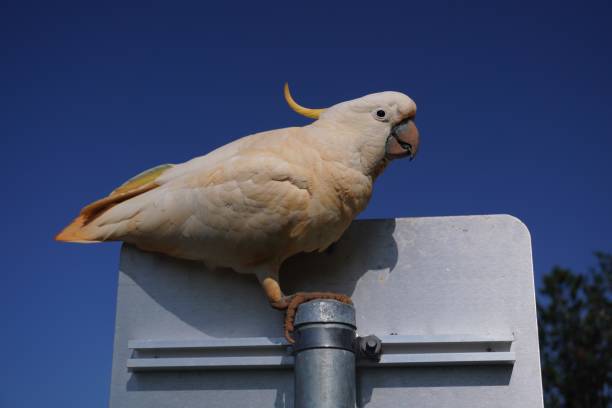 istock Mud-Caked Cockatoo clinging to a Signboard 2176868090