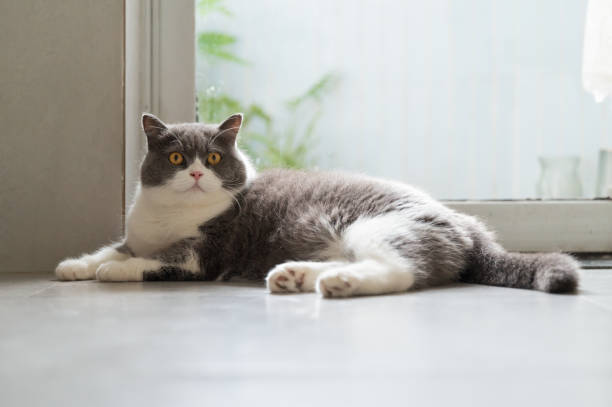 istock British shorthair cat lying on the floor 2176870320
