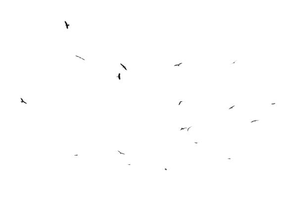 istock A flock of birds in flight isolated on a white background 2176870727