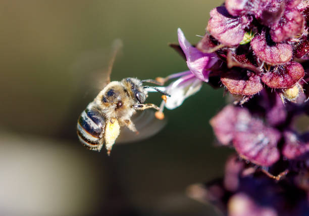 A bee is flying over a purple flower. The bee is black and yellow