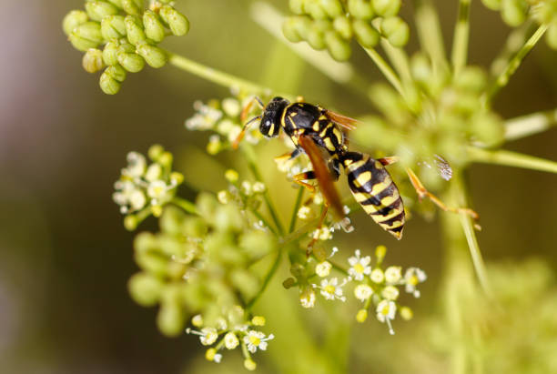 istock A yellow and black wasp is on a flower 2176870738