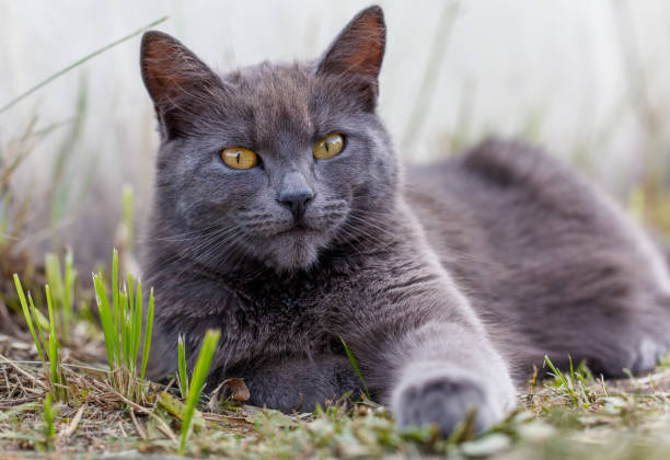 istock A gray cat peacefully naps outdoors, enjoying a quiet moment on the grass 2176870769