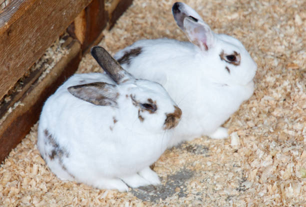 Portrait of a rabbit on a farm.
