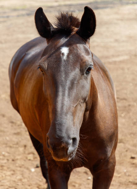 A graceful chestnut horse stands in a vibrant green meadow, its lustrous coat gleaming under the bright sun. The natural elegance of the horse accentuates the tranquility of the pastoral landscape.