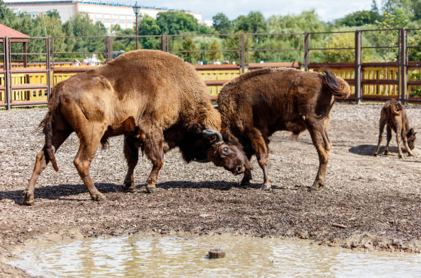 Two bisons are fighting in the park