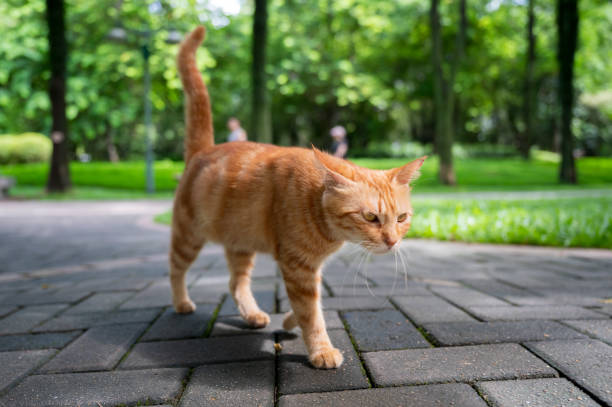 istock Cat walks in the park 2176871023