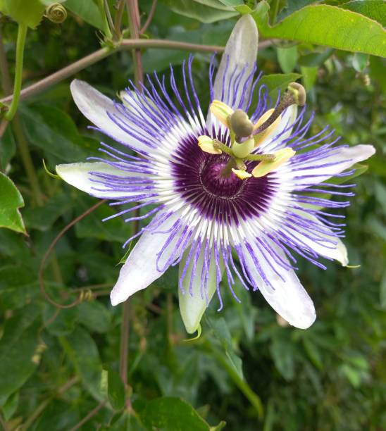 istock Passion flower purple color 2176873523