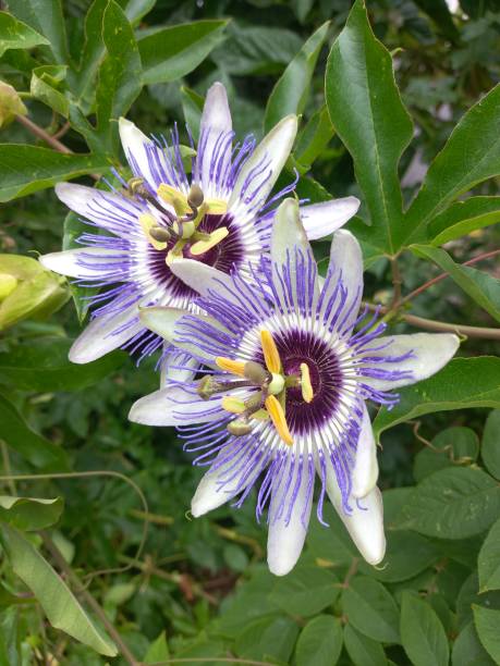 istock Passion flowers in garden 2176873546