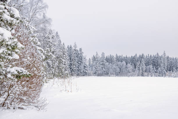 istock Lakeshore by a coniferous forest in winter 2176873973