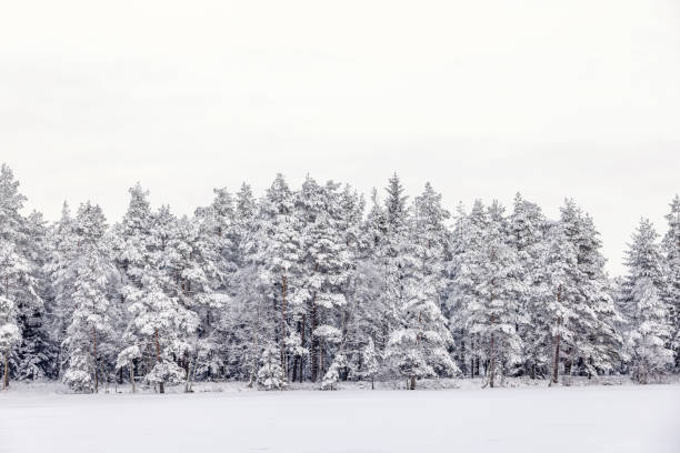 istock Wintry coniferous forest by a snow covered lake a cold winter day 2176873996