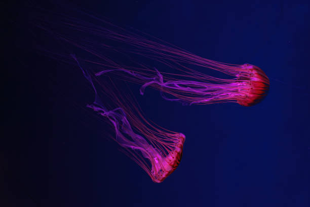 istock Two fluorescent jellyfish swimming underwater aquarium pool with red neon light. 2176874855