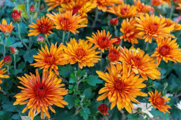 istock Fresh bright orange chrysanthemums bushes in autumn garden 2176874863