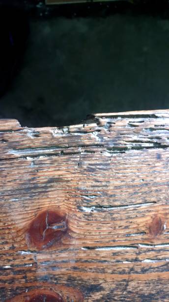 istock Natural background, old wood texture. 2176875852