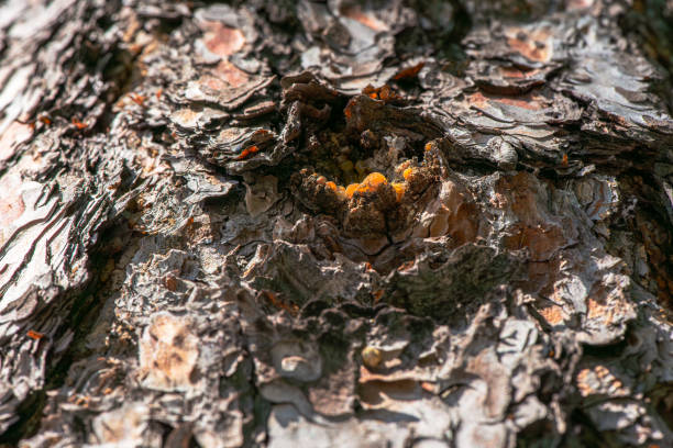istock Macro Details of Amber Resin on a Tree 2176877048