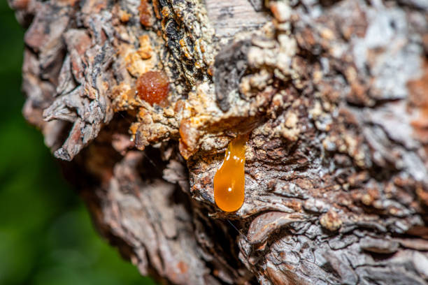 A stunning macro photo capturing the intricate details of amber resin oozing from the bark of a tree.