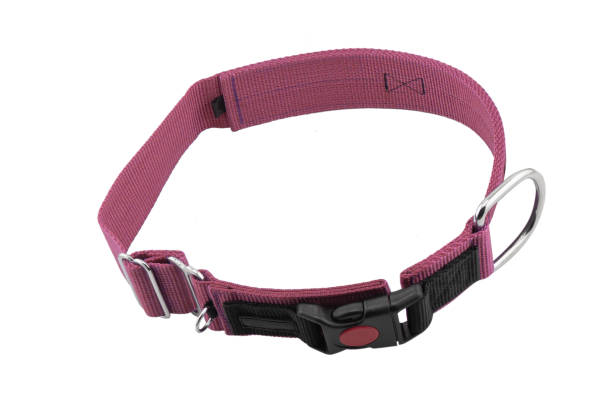 istock Dog collar isolated on white background. 2176877826