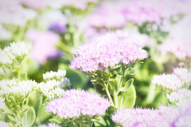 Close-up of delicate purple wildflowers blooming in a garden with a soft green background. The shallow depth of field highlights the fine details and vibrant color of the blossoms. The image conveys a sense of freshness, beauty, and natural harmony.