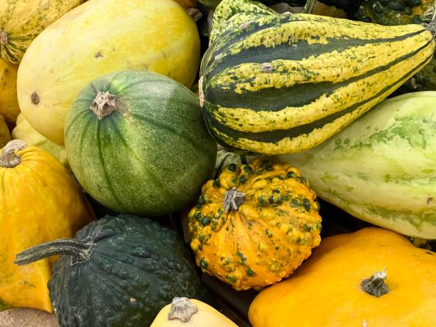 istock Colorful pumpkins close-up, pumpkin background 2176888001