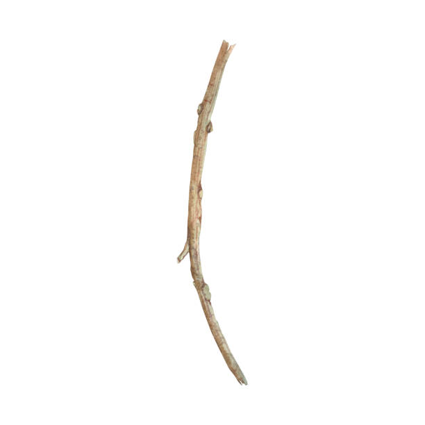 istock Dry bare tree branch. Hand drawn watercolor illustration of leafless bough on isolated background. Botanical drawing of leaf less wooden stick. For invitations, happy holidays, greeting cards, poster 2176888831
